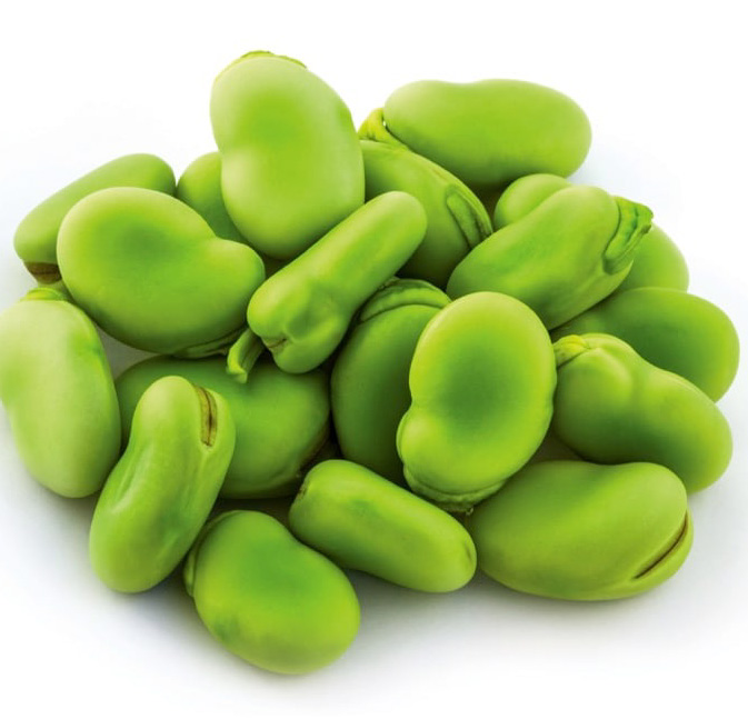 Faba Beans — AMIDAAB export product